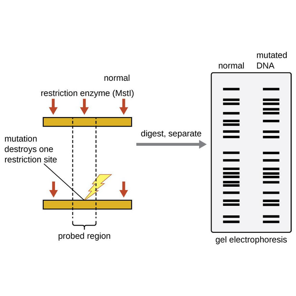 Virtual Lab: Visualizing and Separating Nucleic Acids with Gel Electrophoresis