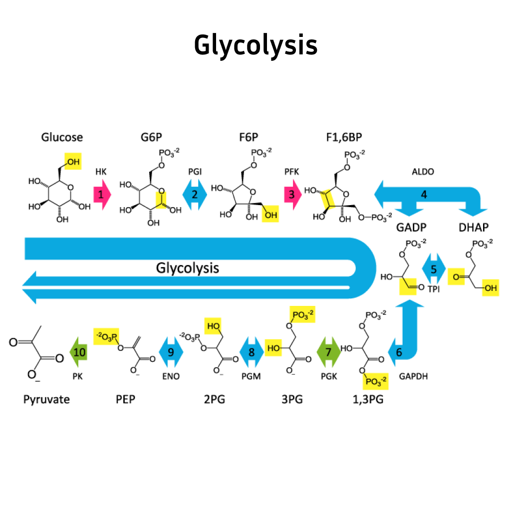 Virtual Lab: Exploring Glycolysis in Cellular Respiration