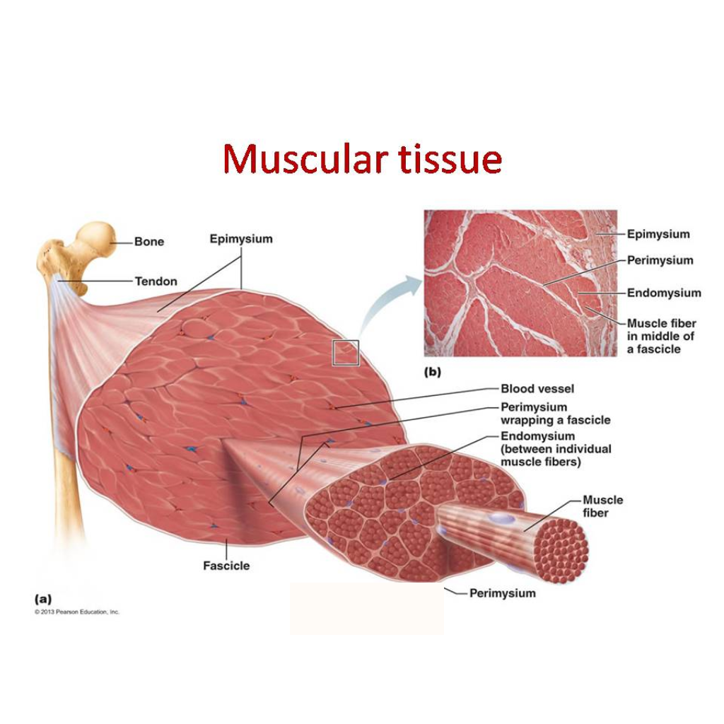 Virtual Lab: Exploring Muscle Tissues - An Overview