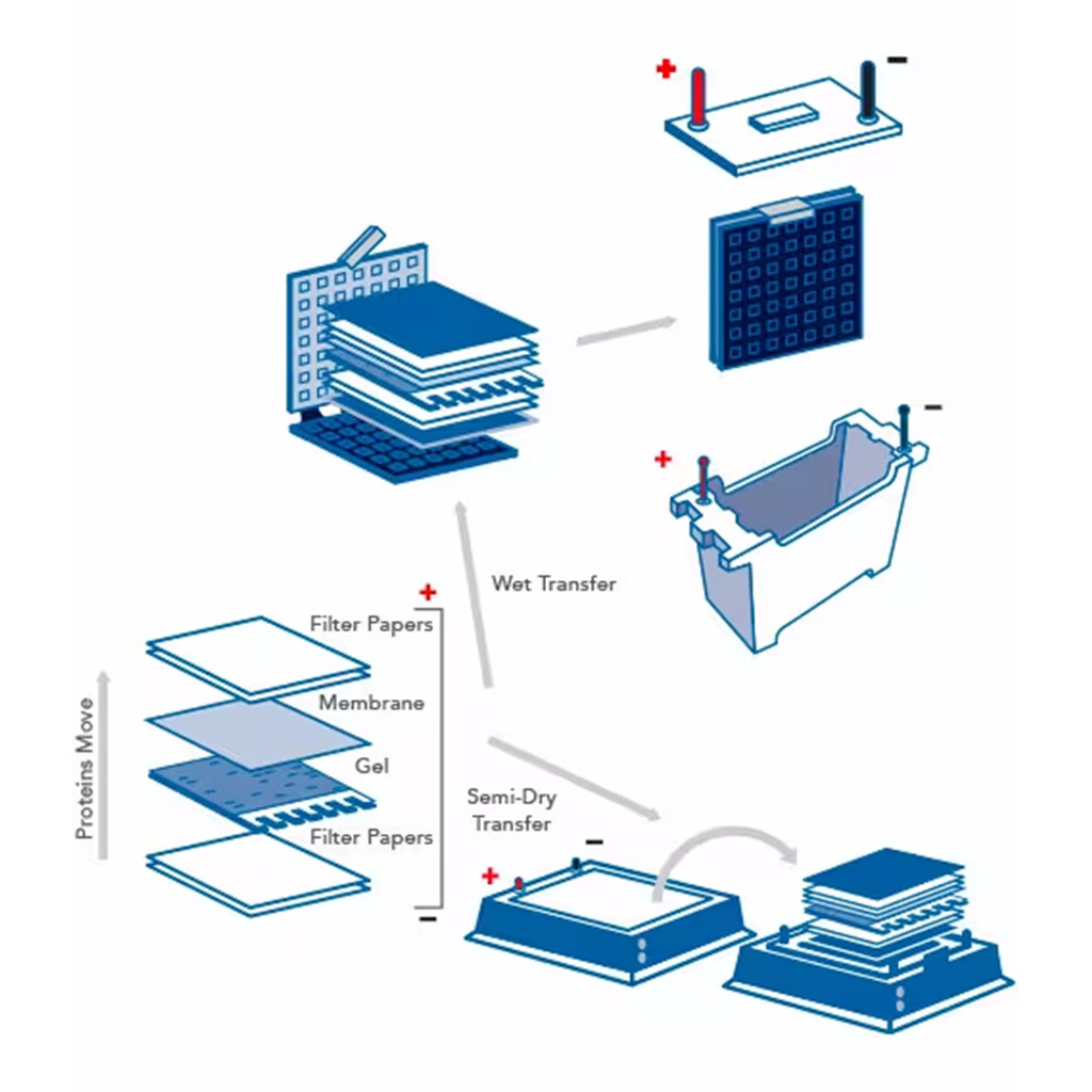 Virtual Lab: Protein Detection Preparation through Western Blot Transfer