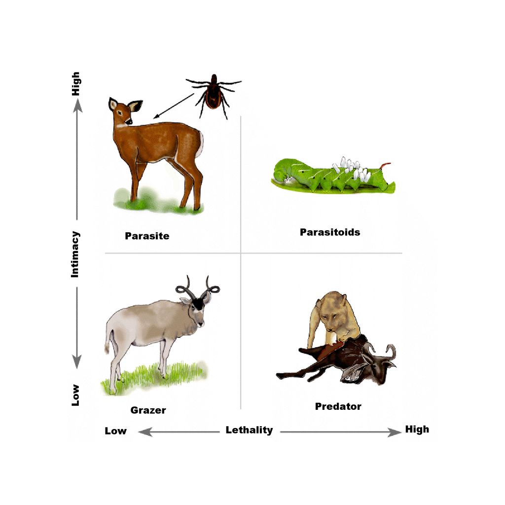 Virtual Lab: Trophic Levels - Grazer vs. predator