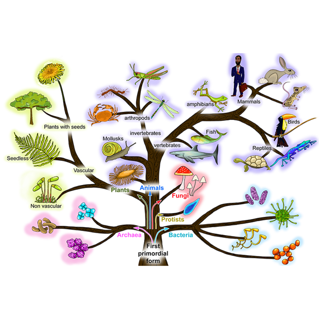 Virtual Lab: Evolution - The Taxonomic Tree of Life