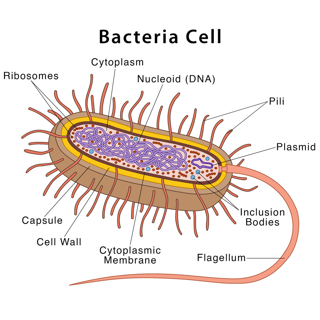 Virtual Lab: Comparative Analysis of Bacterial Structures