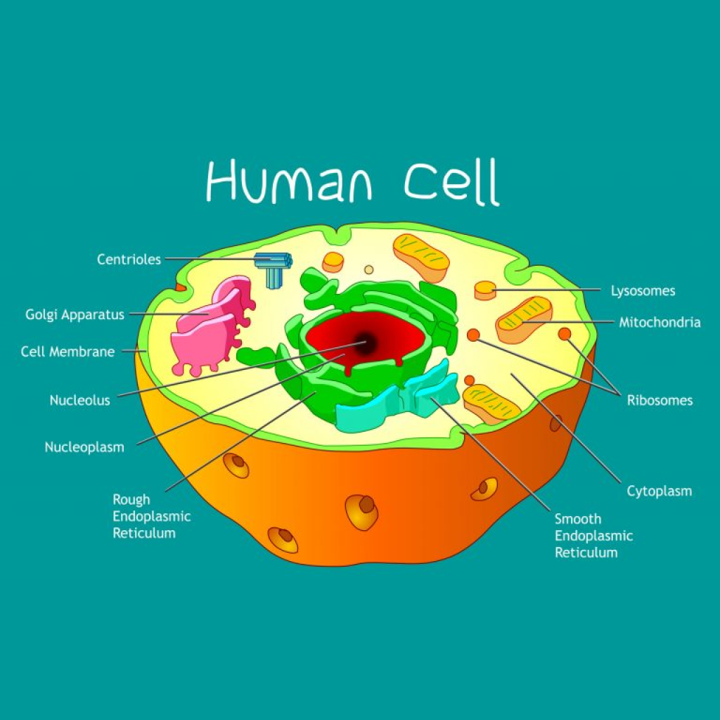 Virtual Lab: Cell Structure - Exploring Cell Theory and Internal Organelles