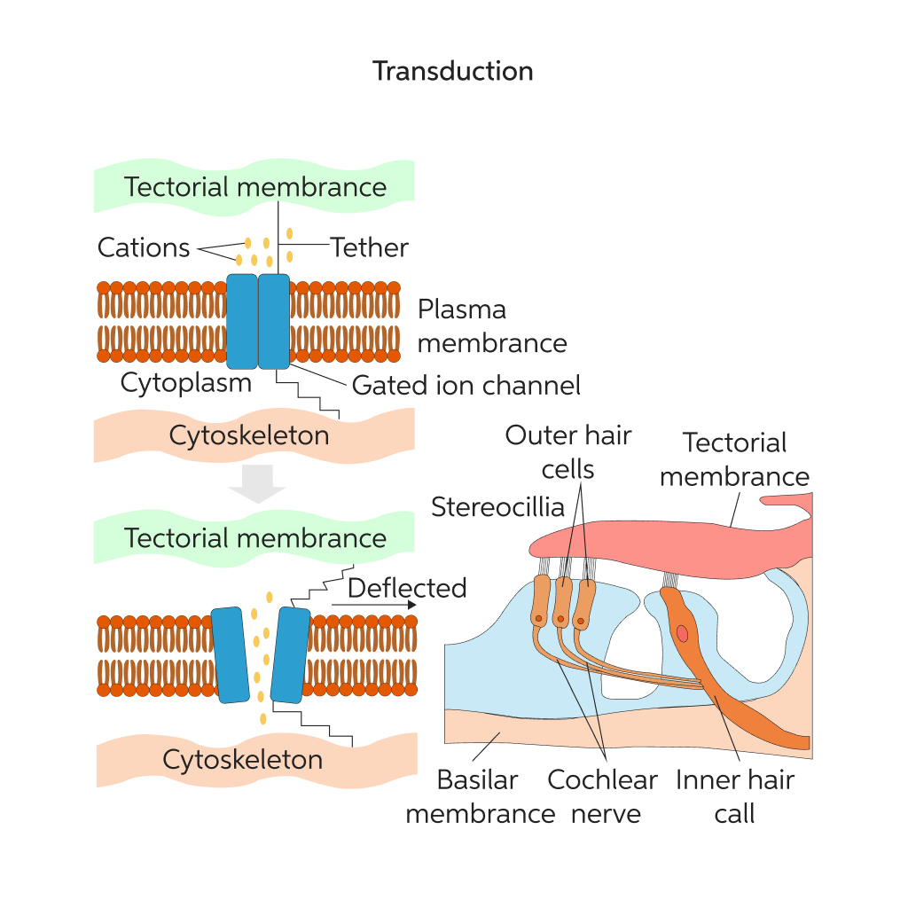 Virtual Laboratory: Understanding Sensory Transduction - Exploring the Mechanism Behind the Sensation of Pain Caused by Impact with a Rock