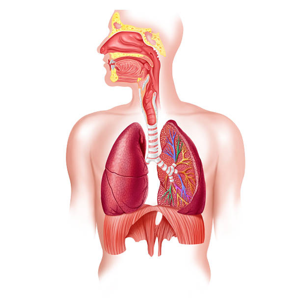 Virtual Lab - Exploring the Anatomy of the Respiratory System: Assisting in System Restoration