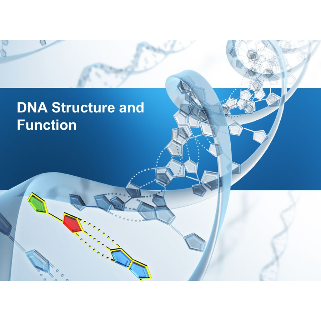 Virtual Lab: Exploring DNA Structure and Function