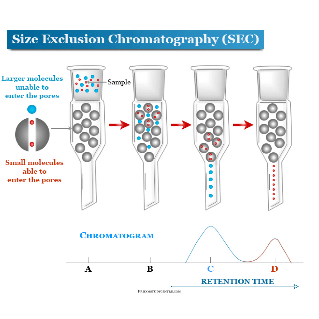 Virtual Lab for Separating Monomers from Oligomers Using Size Exclusion Chromatography