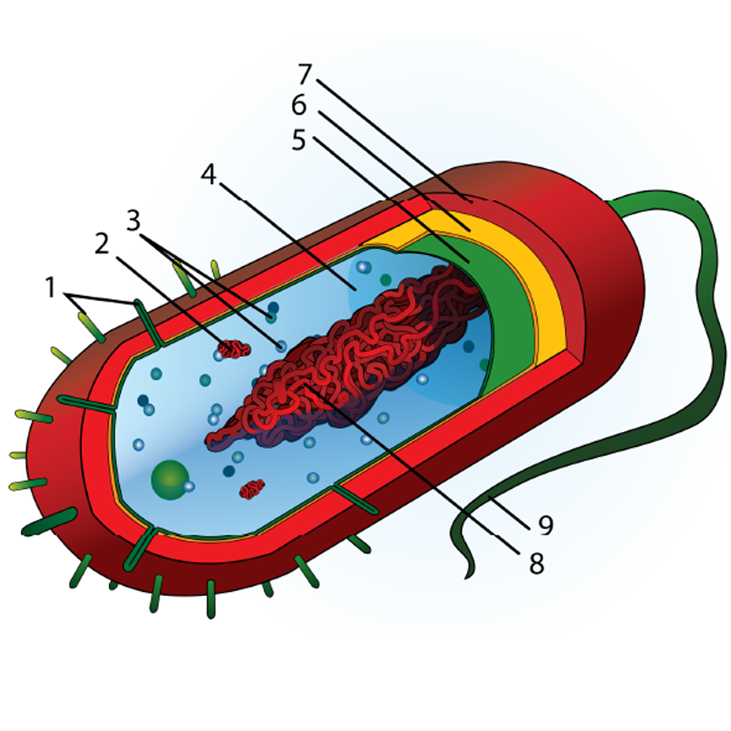 Virtual Lab: Exploring Bacterial Cell Structures