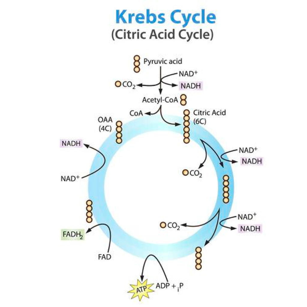 Virtual Lab on Cellular Respiration: Examining the Krebs Cycle