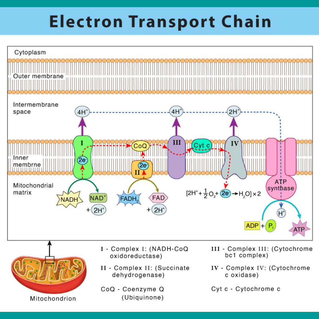 Virtual Lab: Exploring the Electron Transport Chain in Cellular Respiration