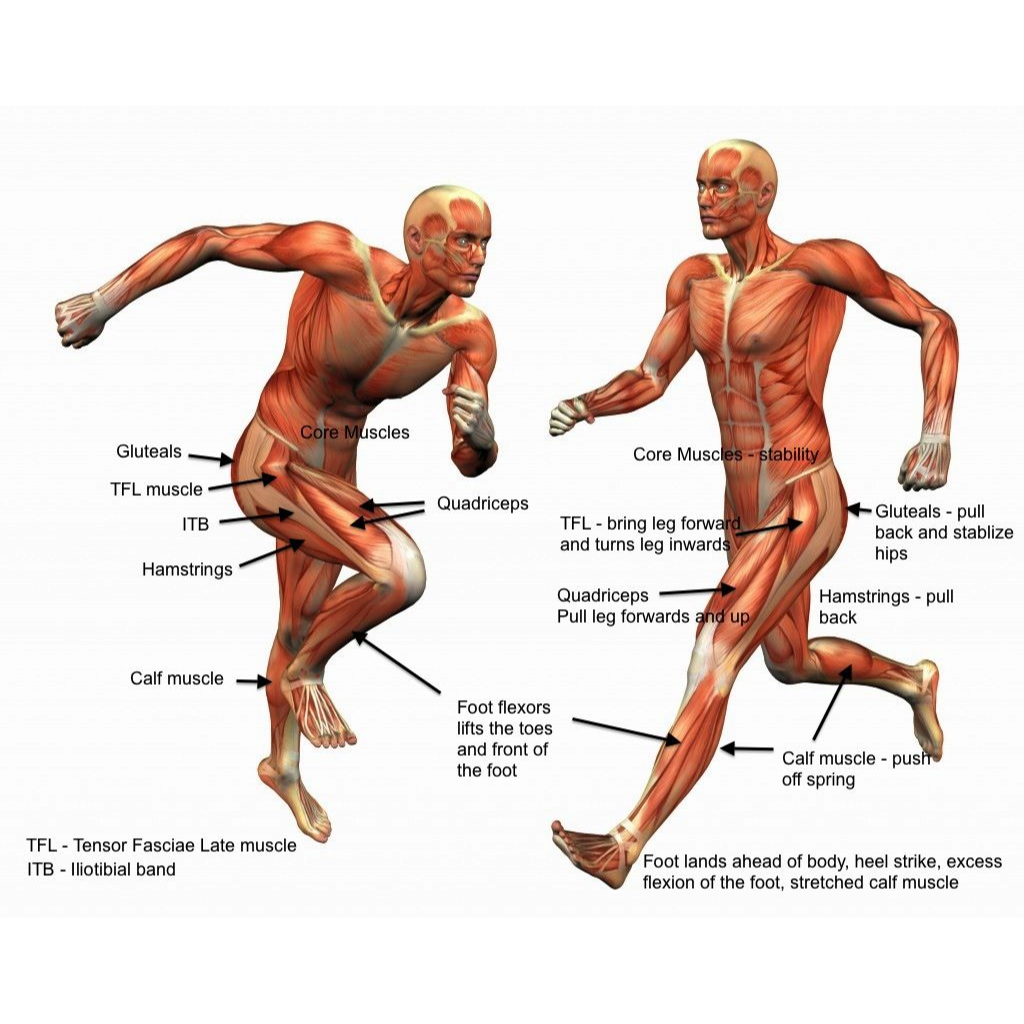 Virtual Lab: Exploring the Muscles Involved in Walking and Running - Skeletal Muscle