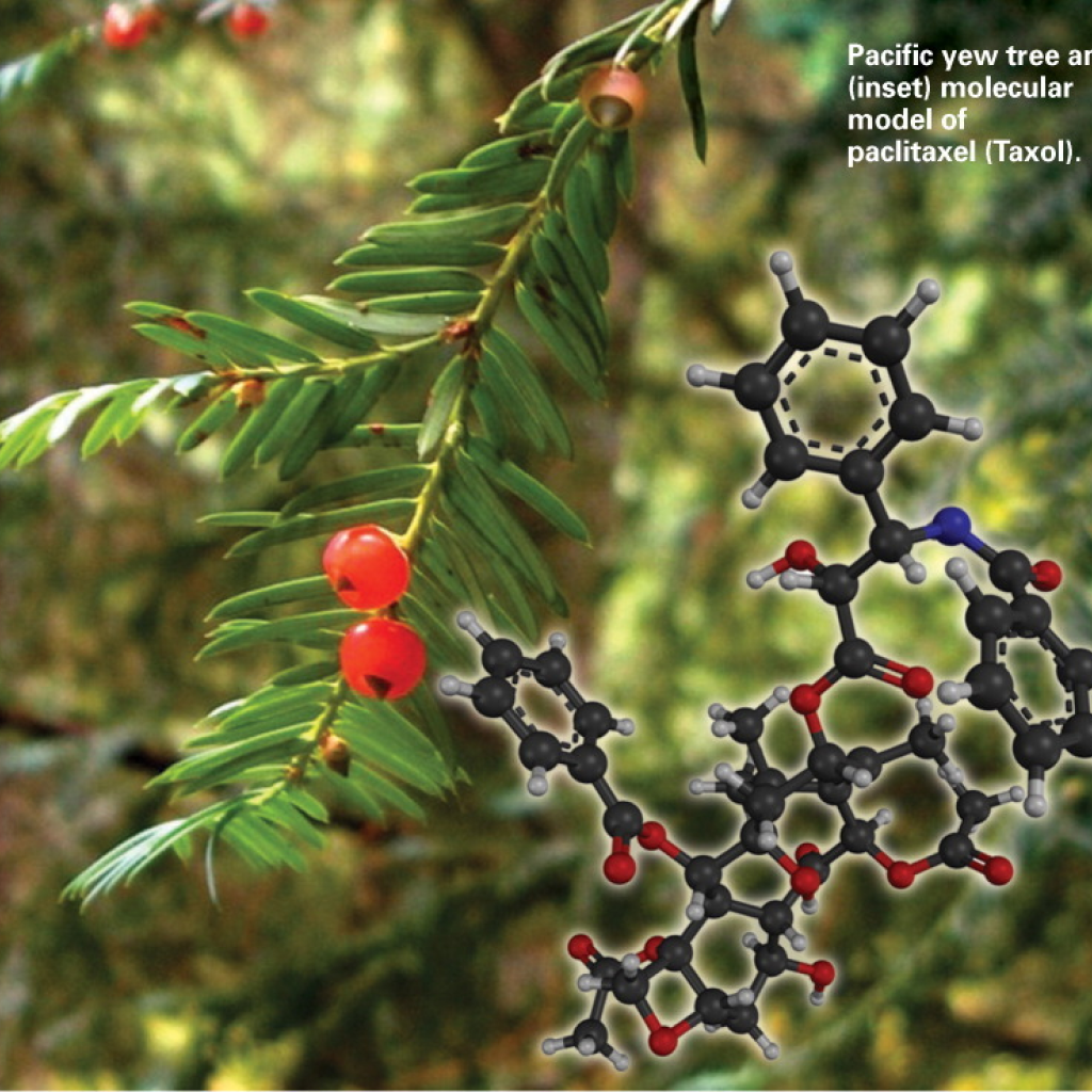 Virtual Lab: Utilizing a Yew Tree-Derived Toxic Compound in Cancer Therapy through Mitosis