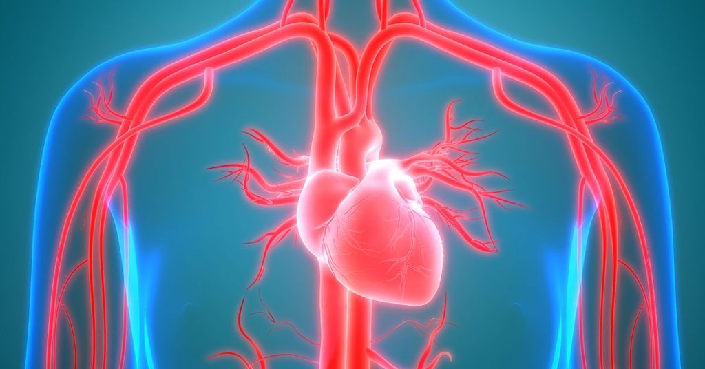 Cardiovascular System Assessment