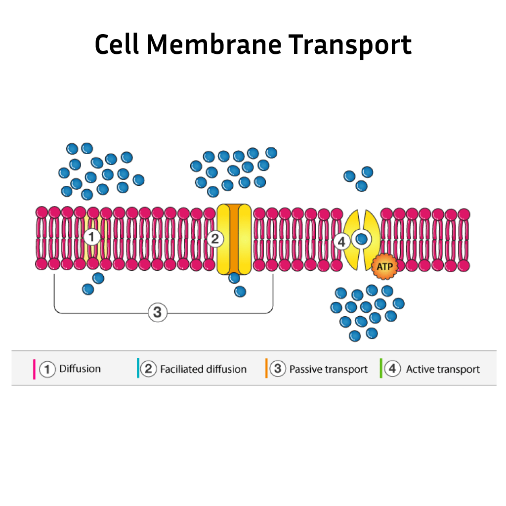 Virtual Lab: Cell Membrane and Transport Mechanisms - Discovering How Transporters Maintain Cell Health