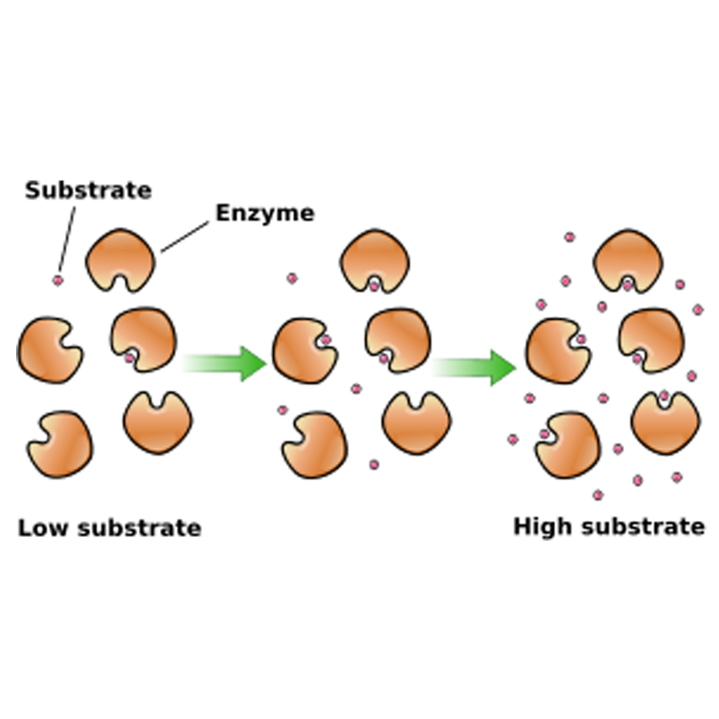 Virtual Lab: Exploring Enzyme Kinetics