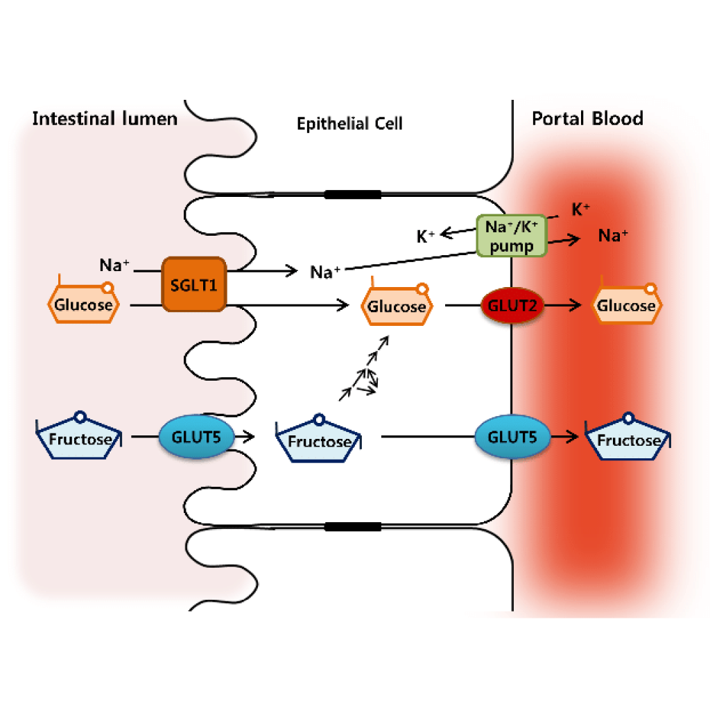 Virtual Lab for the Examination of Intestinal Glucose Transport in Mouse Tissue for Diagnostic Purposes