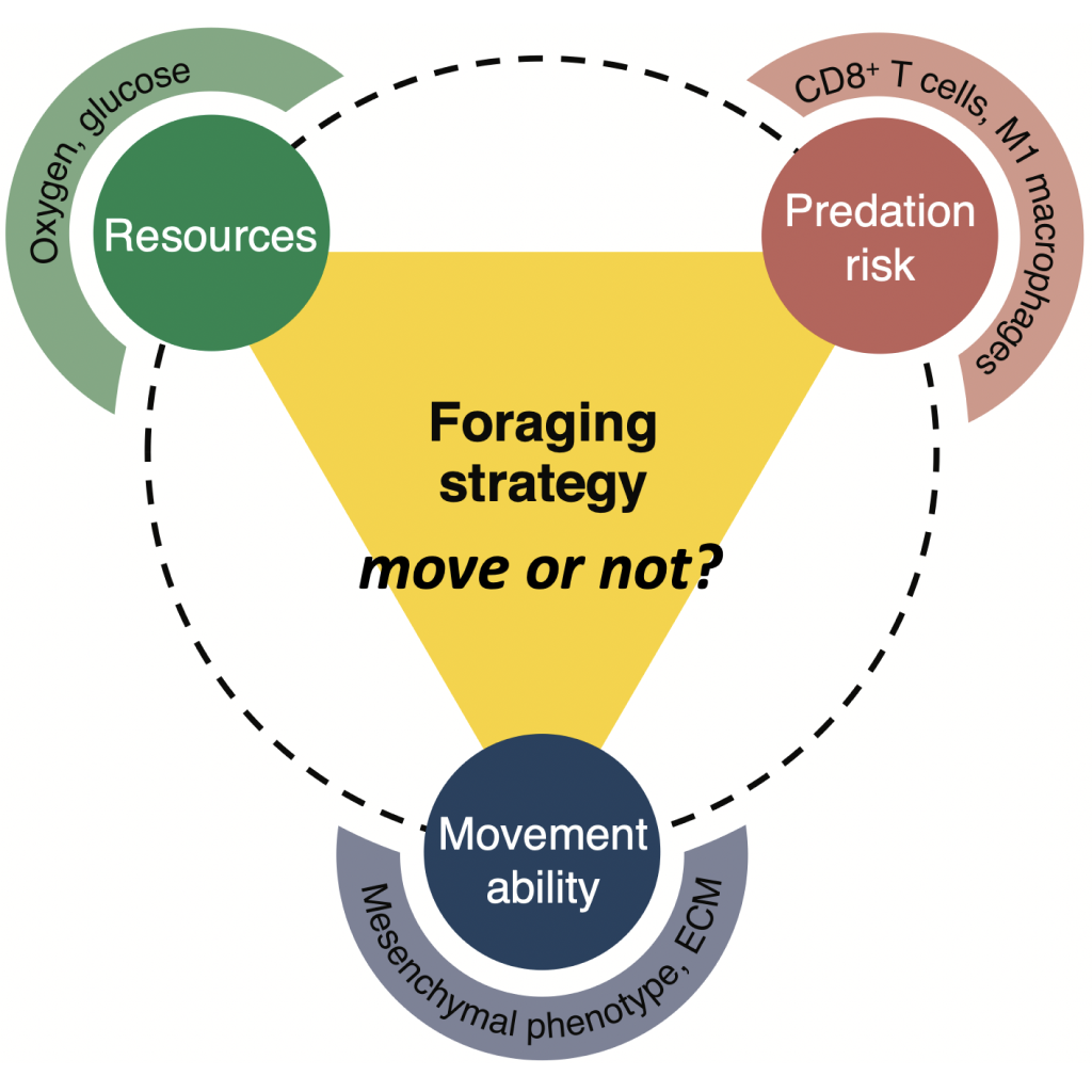 Foraging Strategy: Develop a Theory to Safeguard Agricultural Crops in a Virtual Laboratory