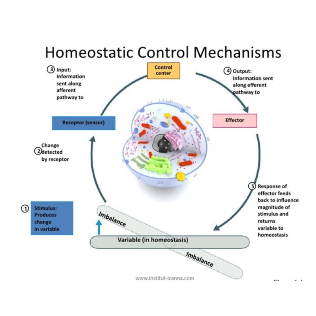 Virtual Lab: Exploring Homeostatic Control - How the Human Body Maintains Balance