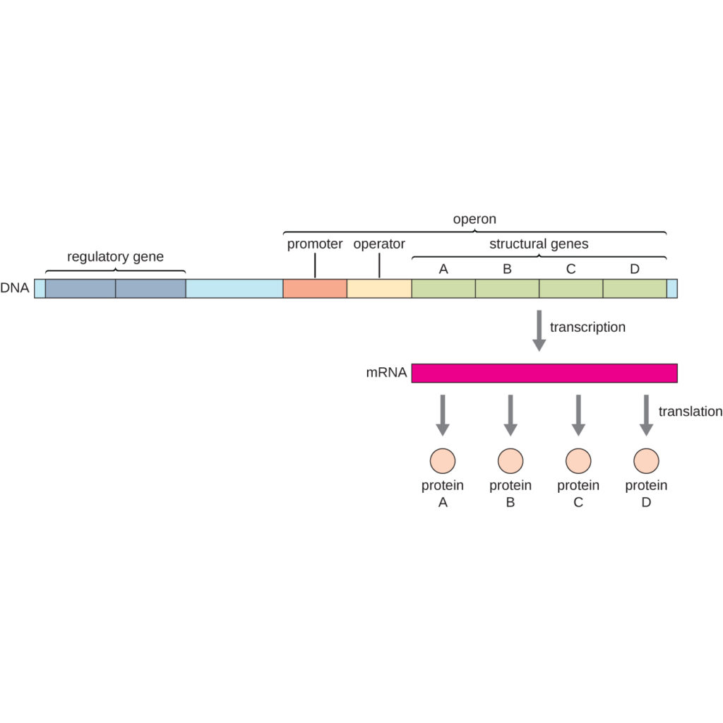 Virtual Lab on Gene Regulation