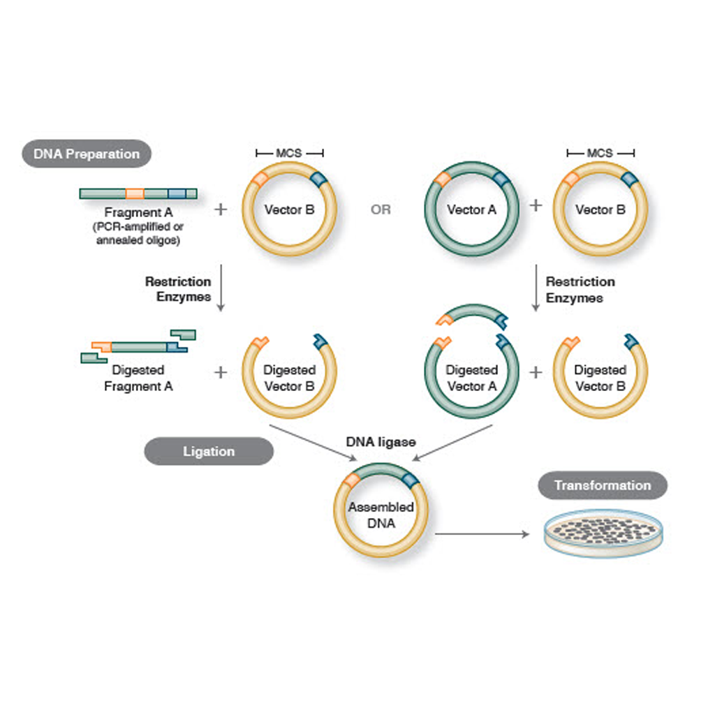 Virtual Lab : Molecular Cloning