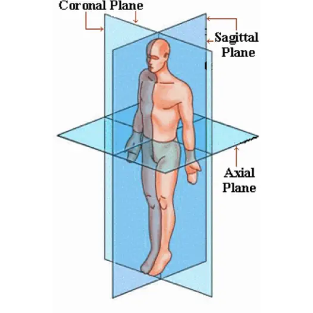 Virtual Lab - Body Planes and Sections: Identifying Injuries in a Chimpanzee