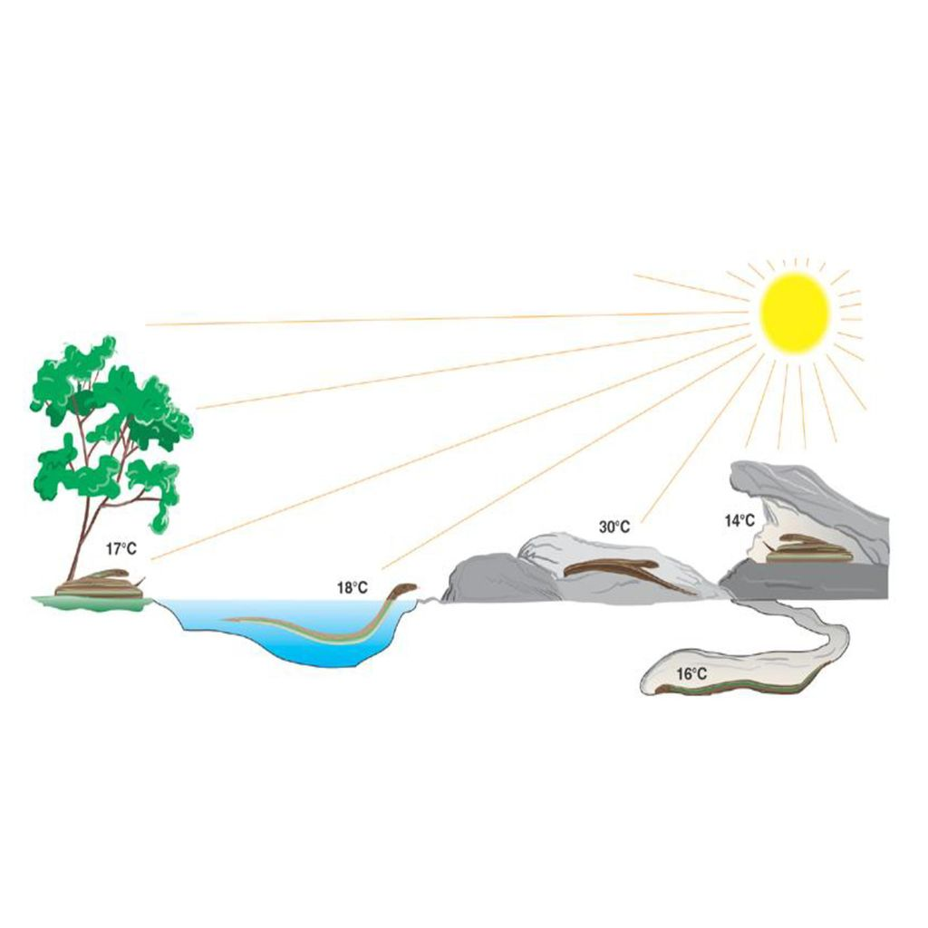 Behavioural Temperature Regulation: Assist in Preserving the Vitality of a Gecko! Virtual Laboratory