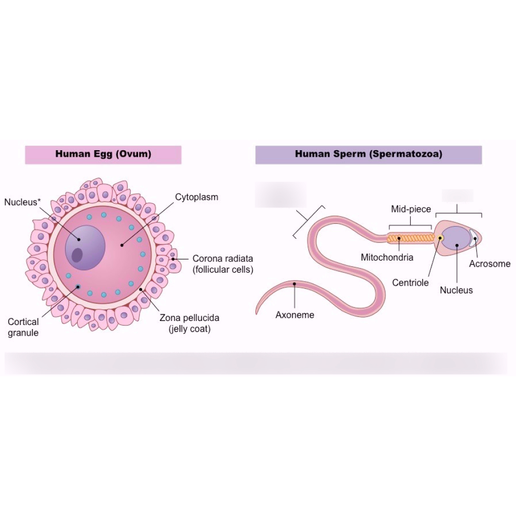 Virtual Lab: Investigating Human Reproductive Cells