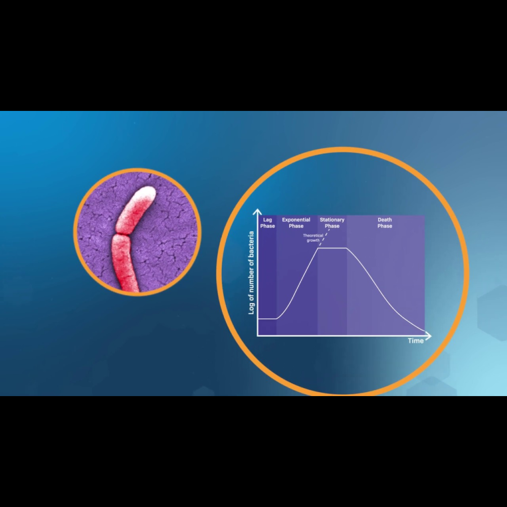 Virtual Lab - Bacterial Growth Curves: Explore Bacterial Growth through Experimentation