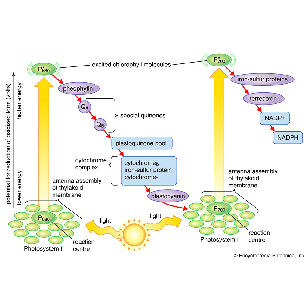 Virtual Lab: Electron Transport Chain in Photosynthesis