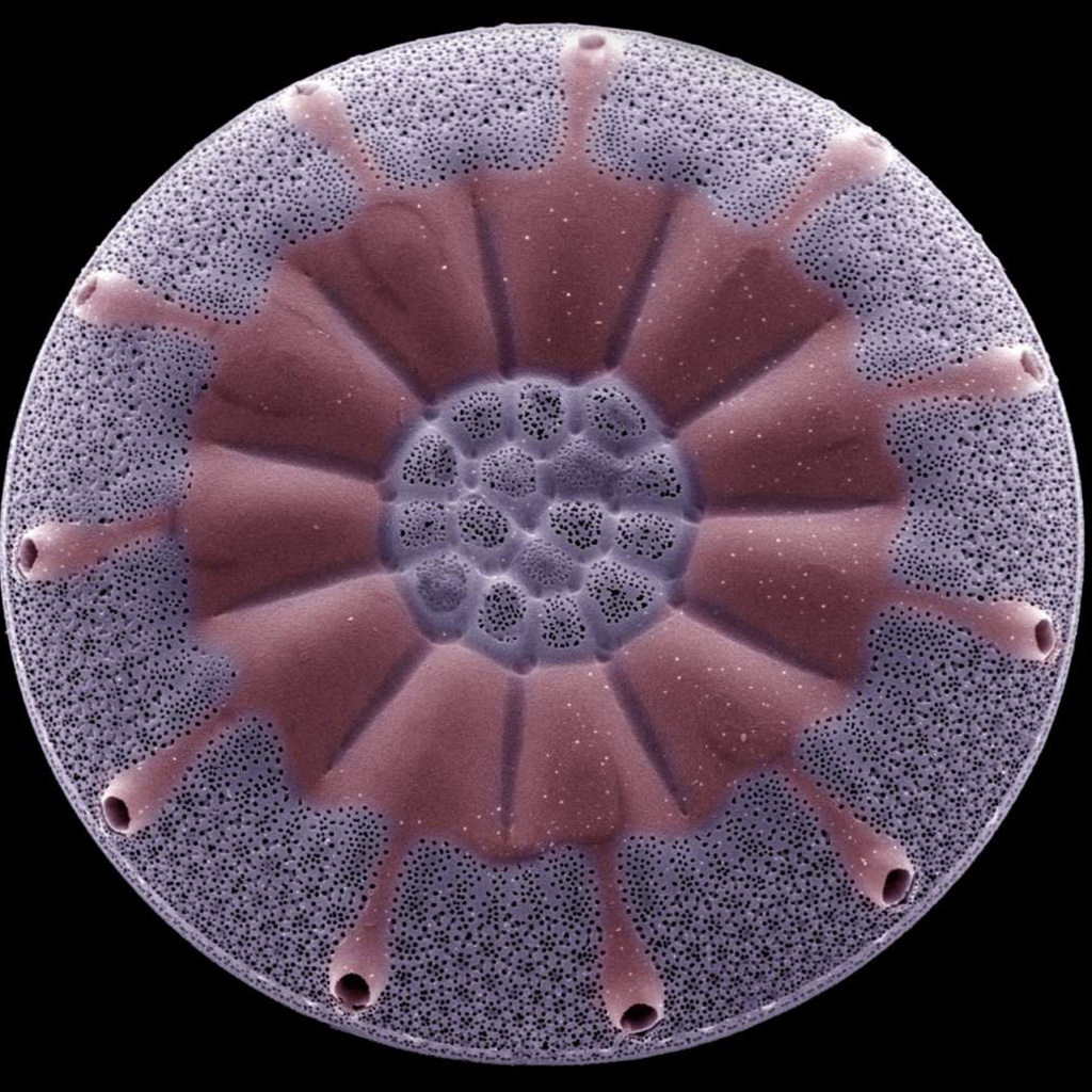 Virtual Lab: Analysis of Algae Pigments in Photosynthesis