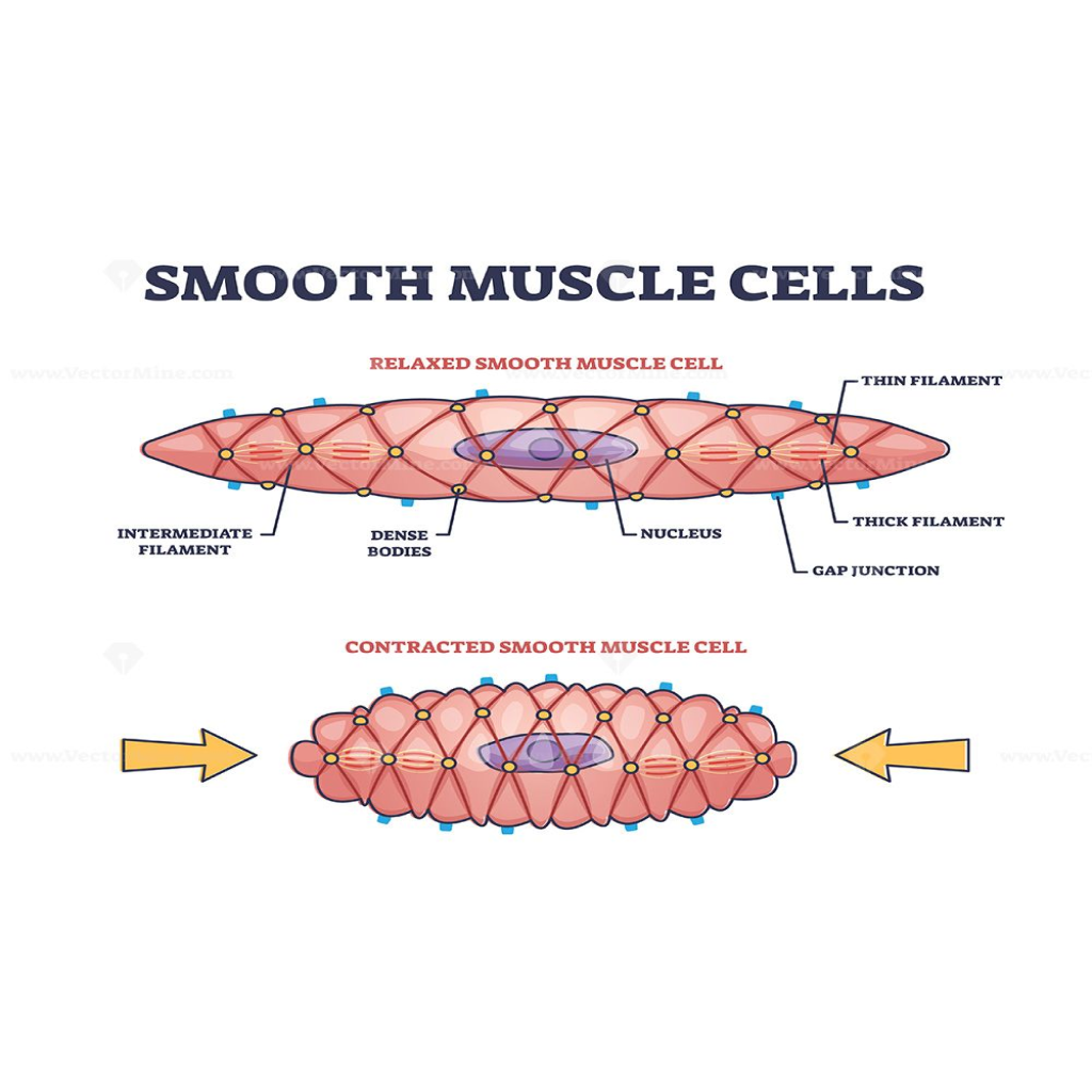 Virtual Lab: Understanding Gut Contractions - Smooth Muscle