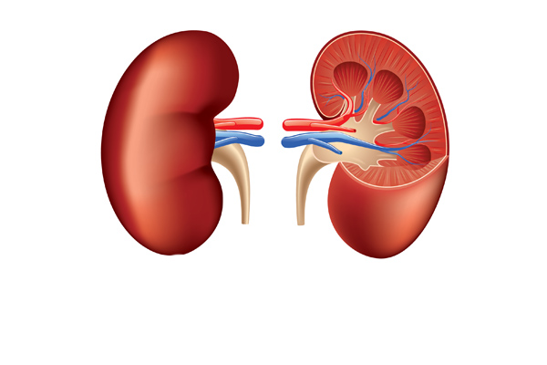 Managing IV Antibiotic Therapy in the Hospitalized Patient with Reduced Renal Function