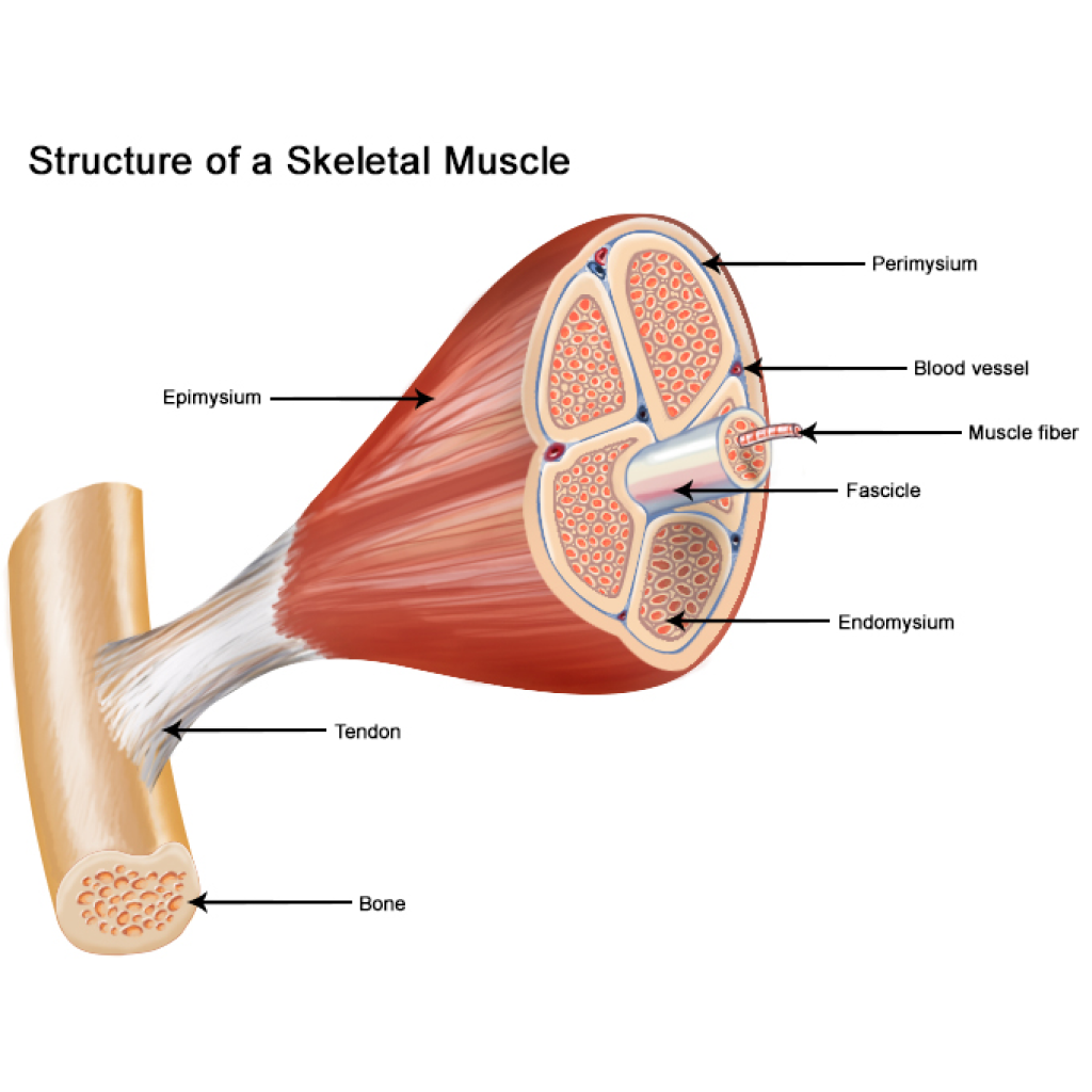 Construct Your Own Muscle System and Explore Skeletal Muscle Movements in a Virtual Lab Setting