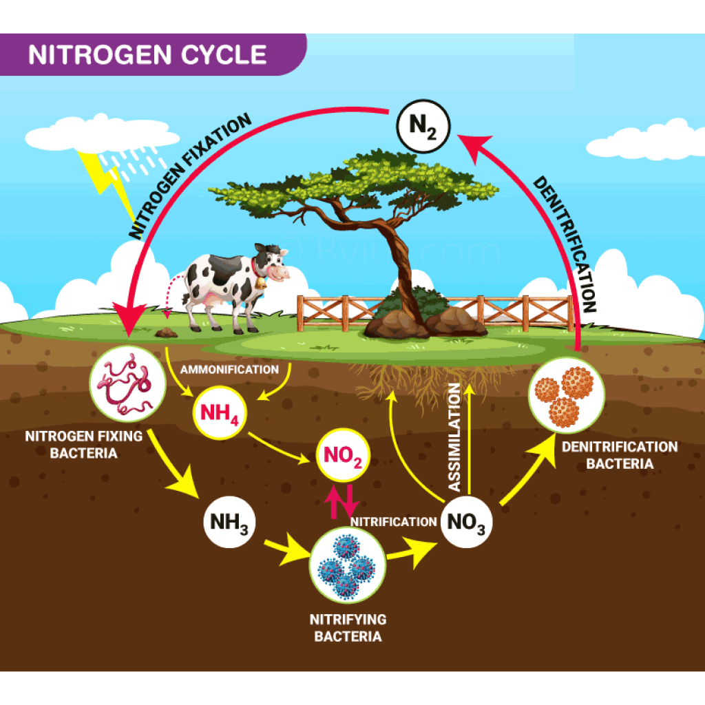 Virtual Lab - Managing Food Needs and Environmental Considerations in the Nitrogen Cycle