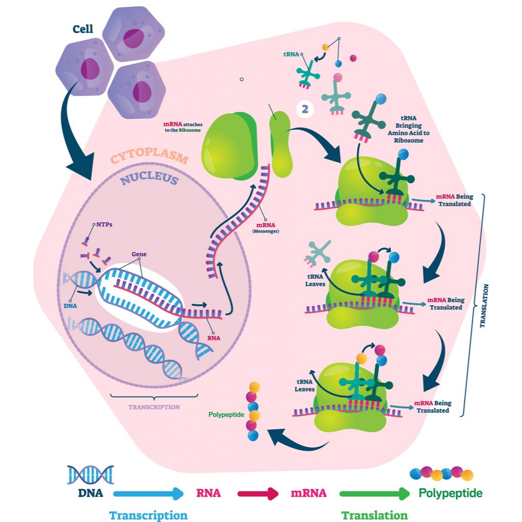 Virtual Lab on Protein Synthesis