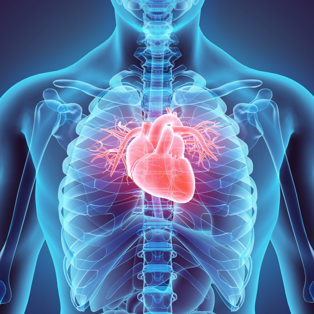 Virtual Lab: Understanding Cardiovascular Responses to Exercise