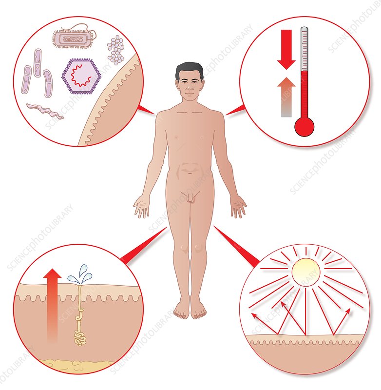 Integumentary System Assessment