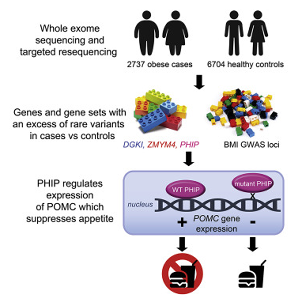 Gene Expression Module: Employ Sequencing Techniques to Uncover a Gene Associated with Obesity in a Virtual Laboratory