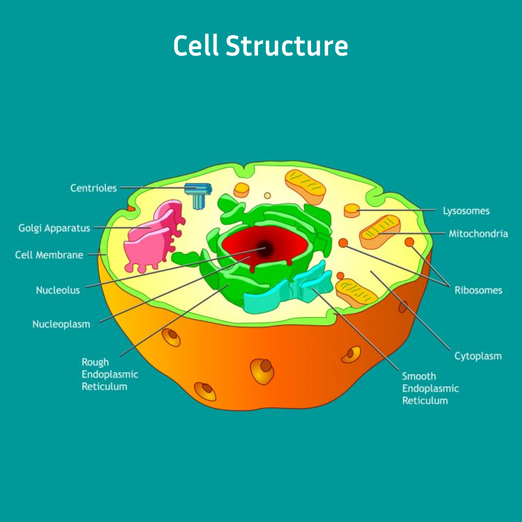 Virtual Lab: Cell Structure - Exploring Cell Theory and Internal Organelles