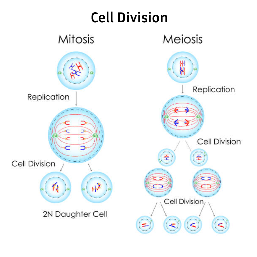 Virtual Lab on Cell Division Principles: Mitosis and Meiosis