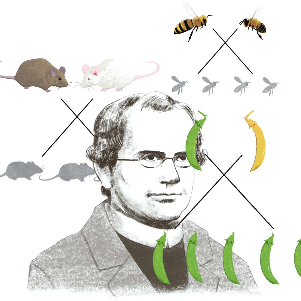 Virtual Lab: Exploring Mendelian Inheritance - From Genes to Characteristics