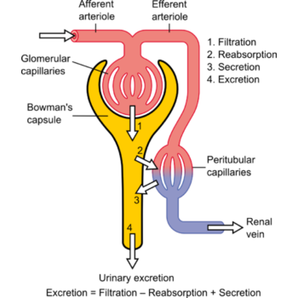 Virtual Lab: Investigate the Mechanism of Action of a Diuretic Drug in Renal Physiology