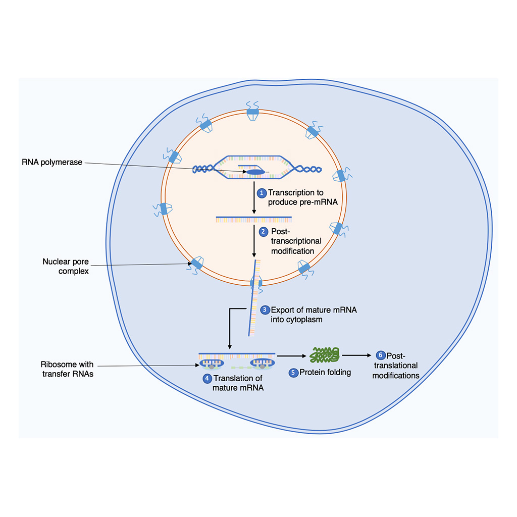 Virtual Lab: Introduction to Protein Synthesis