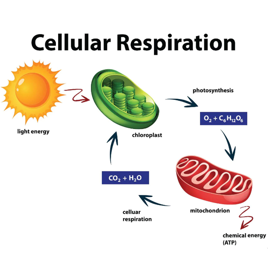 Exploring Cellular Respiration: Assessing Energy Consumption in Exercise in a Virtual Lab