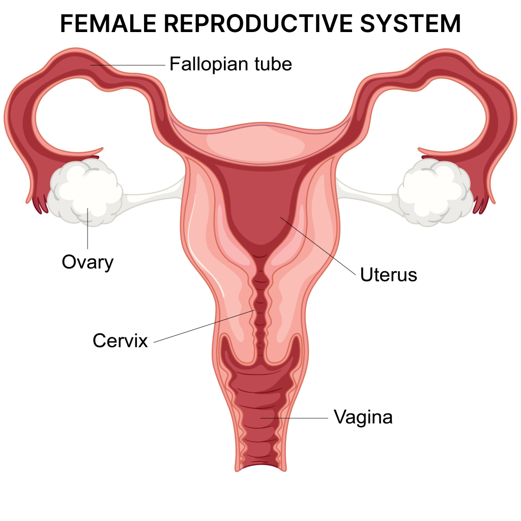 Virtual Lab: A Primer on the Female Reproductive System