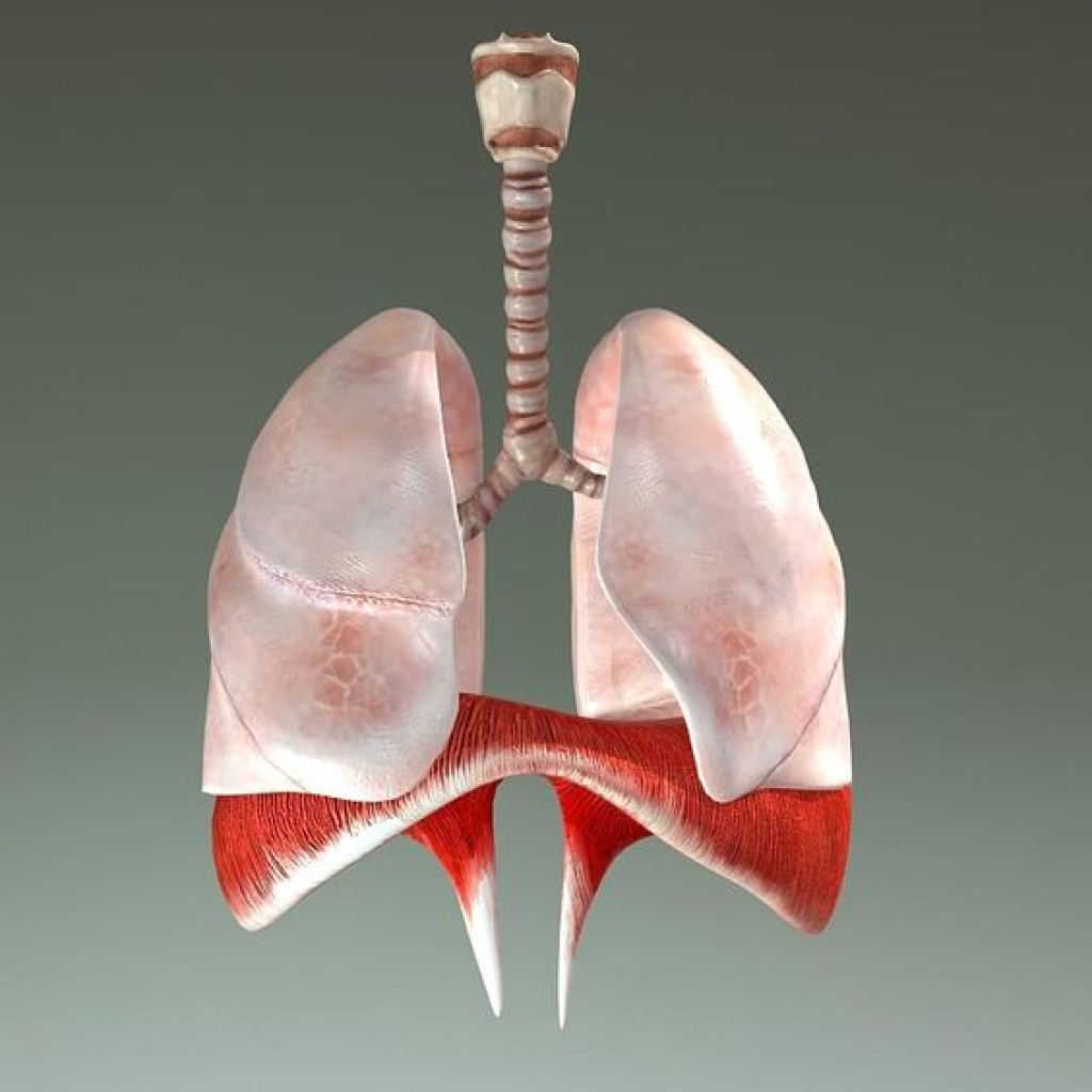 Virtual Lab: Exploring the Cardio-Respiratory Physiology of Deep and Prolonged Dives in Seals