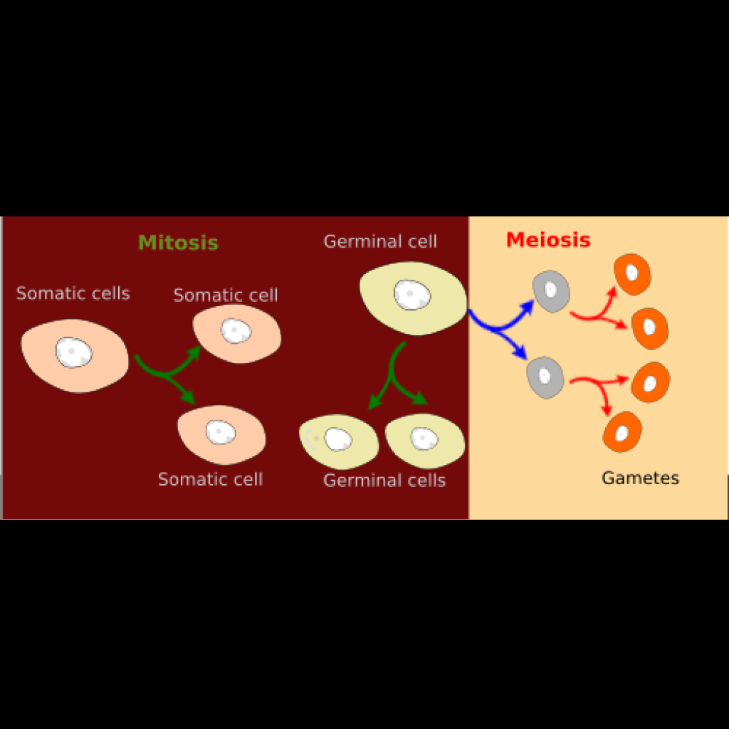 Virtual Lab: Exploring Meiosis, Mitosis, and Plant Gametes