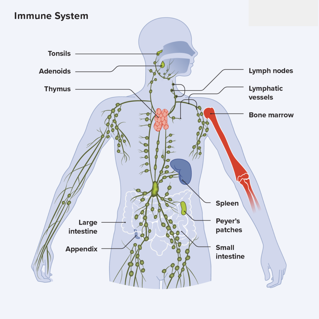 Virtual Lab : Investigating the Immune System and Saving the World!