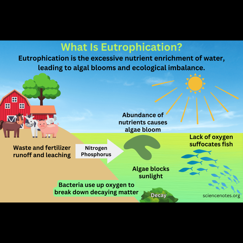 Virtual Lab on Eutrophication